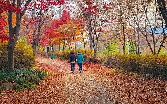 Seguro de viaje a Daegu